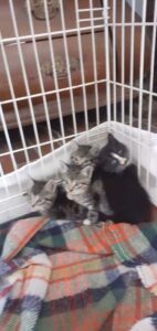 4 kleine Katzenbabys2