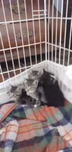 4 kleine Katzenbabys3