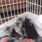 4 kleine Katzenbabys3